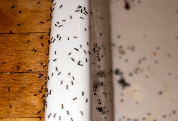 Best Best Pest Control Companies  in Chester Center, CT