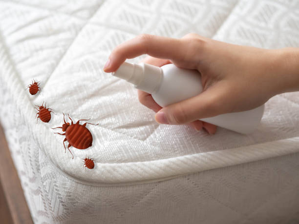 Flea Control Services in Chester Center, CT